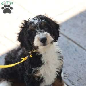 Liam, Mini Bernedoodle Puppy